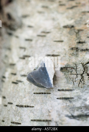 Herzförmige Stein auf Rinde Hintergrund Stockfoto