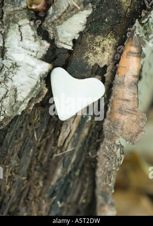 Herzförmige Stein auf Rinde Stockfoto