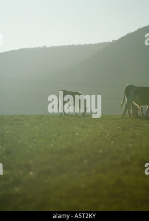 Grasende Kühe auf der Weide Stockfoto