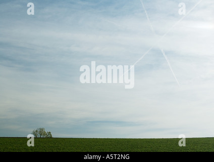 Himmel mit Vapor Trails bilden 'X' und Baum in Ferne Stockfoto