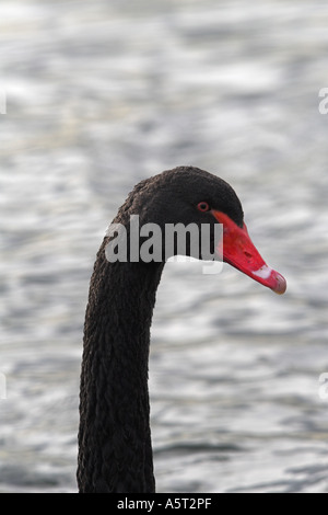Schwarzer Schwan Cygnus olor Lea Valley London UK winter Stockfoto
