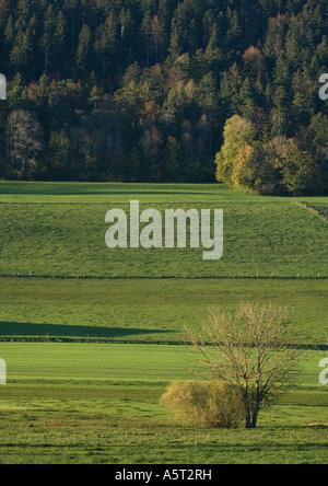 Grünen Bereich und Pinien Wald Stockfoto