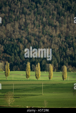 Grünen Bereich und Pinien Wald am Berg im Hintergrund Stockfoto