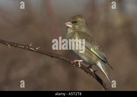 Grünfink Zuchtjahr Chloris auf eine rose Zweig Kent UK winter Stockfoto