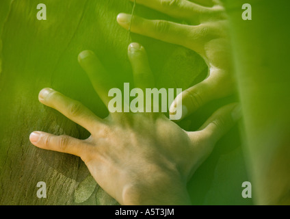 Die Hände des Mannes auf Baumstamm Stockfoto