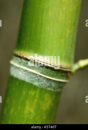 Bambus-Halm, extreme Nahaufnahme Stockfoto