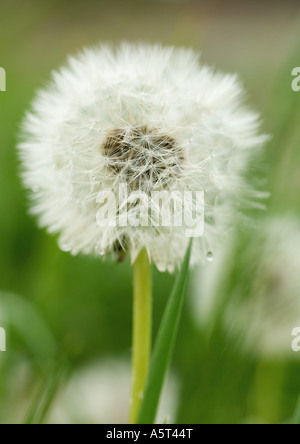 Löwenzahn-Samen-Leiter Stockfoto