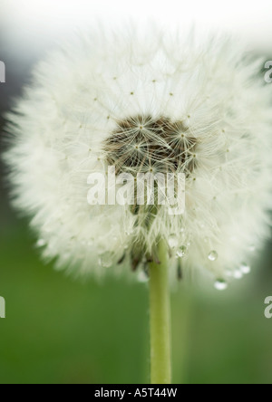 Löwenzahn-Samen-Leiter Stockfoto