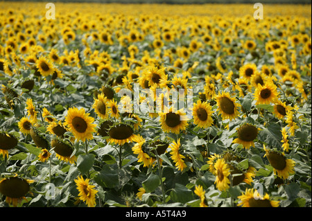 Ein Feld von Sonnenblumen in das Dorf von Wick in der Nähe von Bilovec Worcestershire England UK Stockfoto