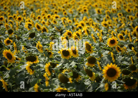 Ein Feld von Sonnenblumen in das Dorf von Wick in der Nähe von Bilovec Worcestershire England UK Stockfoto