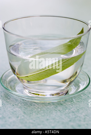 Zitronenverbene Blatt in Glas Wasser einweichen Stockfoto