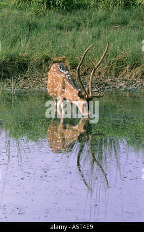 Spiegelbild Chital männlichen am Wasserloch Stockfoto