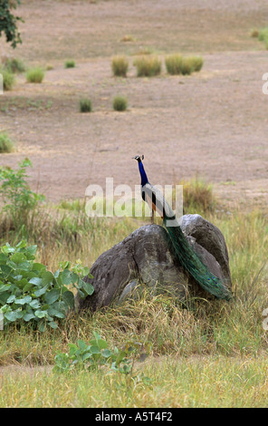 Pfau, Pavo Muticus sitzt auf dem Felsen Stockfoto