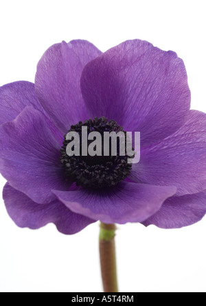 Anemonenblume, Nahaufnahme Stockfoto