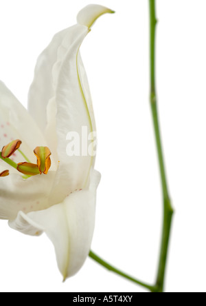 Lily, Nahaufnahme Stockfoto