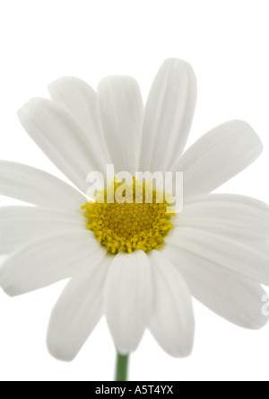 Gänseblümchen, close-up Stockfoto