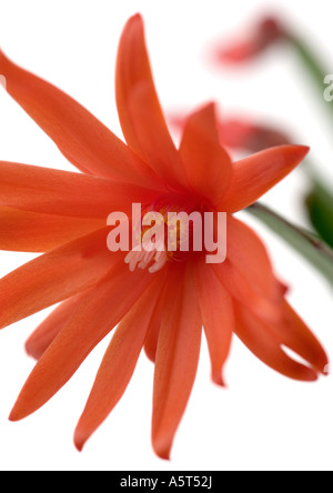 Kaktus Blüte Rot Weihnachten Stockfoto