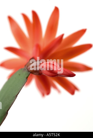 Kaktus Blüte Rot Weihnachten Stockfoto