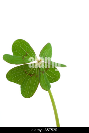 Kleeblatt, close-up Stockfoto