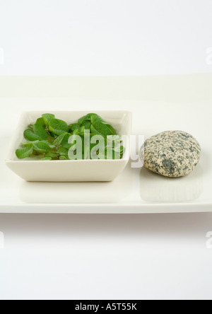 Wasserpflanze und Stein auf Tablett Stockfoto