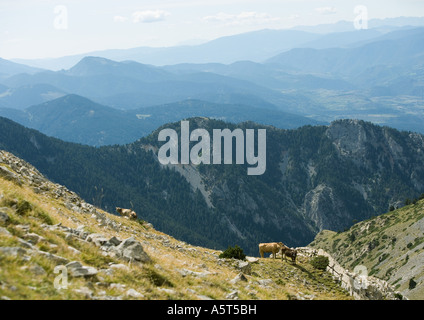 Bergige Landschaft mit Kühen Stockfoto