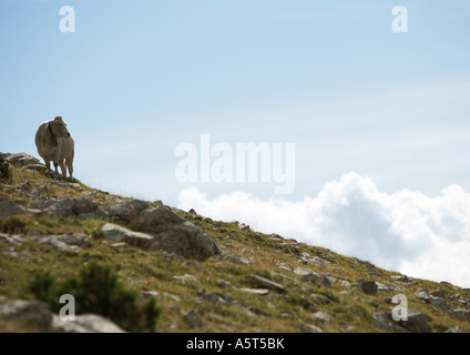 Kuh stehend am Hang Stockfoto