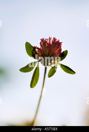 Crimson clover Stockfoto