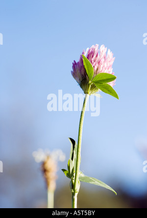 Crimson clover Stockfoto