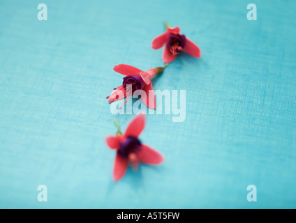 Drei Fuchsie Blüten Stockfoto