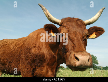 Kuh, Blick in die Kamera Stockfoto