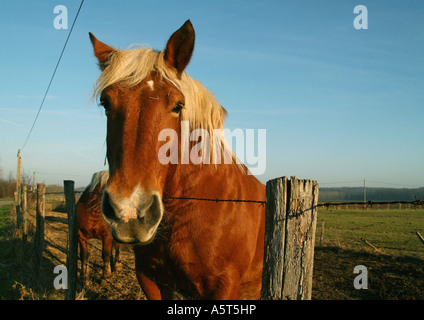 Palomino-Pferd, den Kopf über den Zaun, Blick in die Kamera Stockfoto