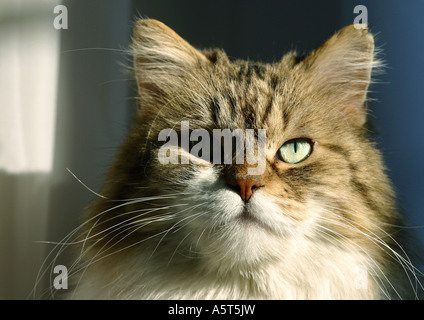 Katze Stockfoto