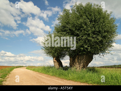 Land Straße und Weide Baum, Region Jura, Frankreich Stockfoto