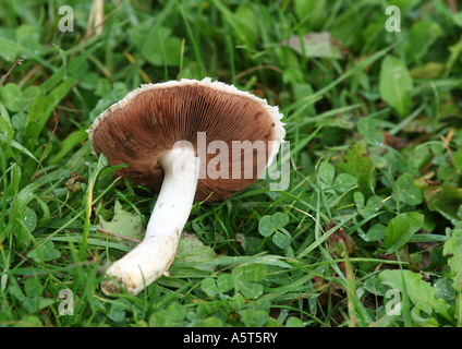 Champignon (Agaricus Campestris) auf Rasen Stockfoto