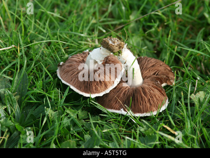 Champignons (Agaricus Campestris) auf Rasen Stockfoto