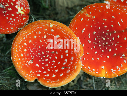 Fliegenpilz-Pilze Stockfoto