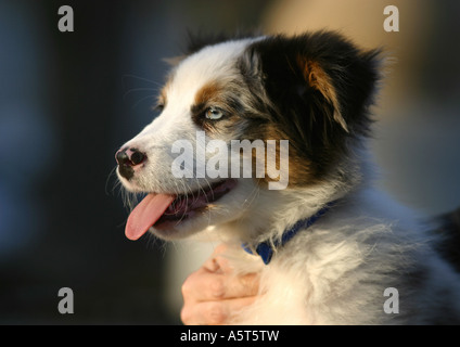 Border-Collie-Welpen Stockfoto