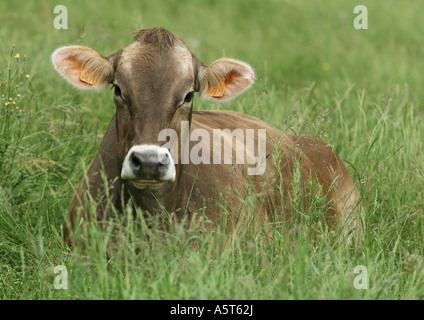 Brown Swiss Kuh Gras liegend Stockfoto