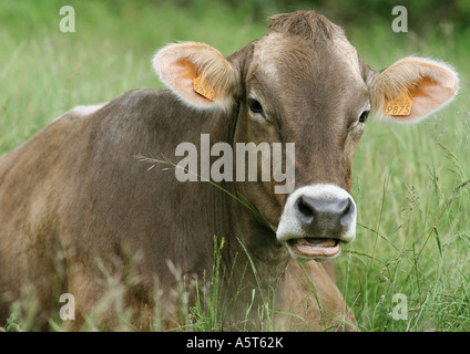 Brown Swiss Kuh Gras liegend Stockfoto