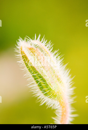 Borretsch Blütenknospe Stockfoto