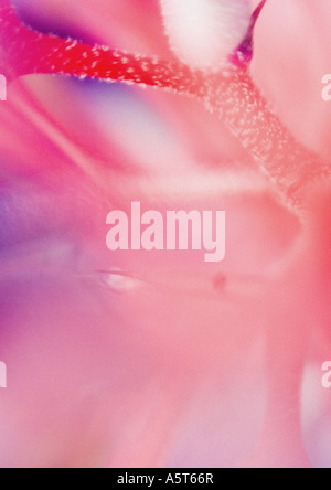 Abstrakte Ansicht der Bromelie Blume Stockfoto