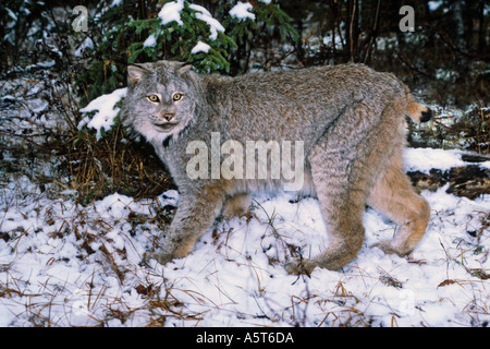 Kanada Lynx Lynx canadensis Stockfoto