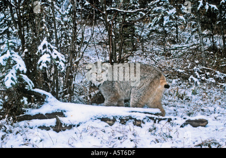 Kanada Lynx Lynx canadensis Stockfoto