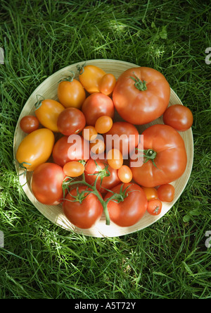 Sortiment von Tomaten in Schüssel auf dem Rasen, erhöhte Ansicht Stockfoto