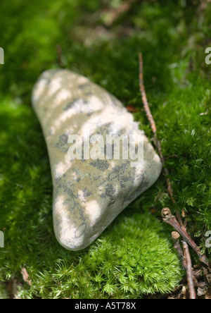 Stein auf Moos im Schatten Stockfoto