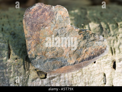 Stein auf Rinde Stockfoto