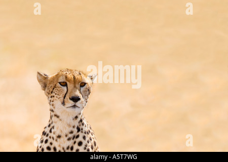 Gepard Kopf in Sonne Sonnenschein draußen im wilden Masai Mara National Nature Reserve Kenia in Ostafrika Stockfoto