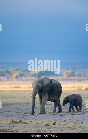 Afrikanischer Elefant Loxodonta Africana Mutter mit Baby zu Fuß über Savannah Ebene in den frühen Morgenstunden Licht Amboseli-Nationalpark Stockfoto
