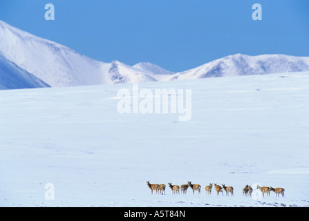 Migrieren von weiblichen Chiru Pantholops Hodgsonii einer gefährdeten Tibetantilope Aru Becken Chang Tang Plateau Tibet Stockfoto