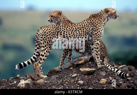 Gepard (Acinonyx Jubatus) Stockfoto